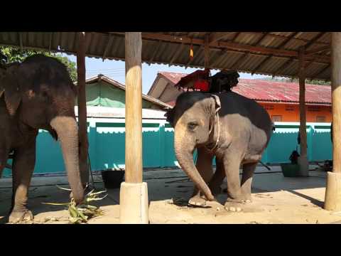 Ко Чанг веселый слон танцует Koh Chang funny elephant