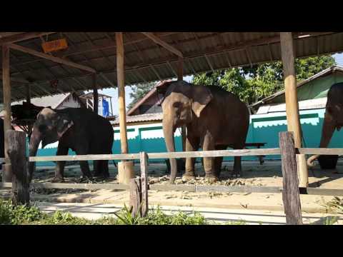 Ко Чанг Слоновья ферма Elephant farm Koh Chag