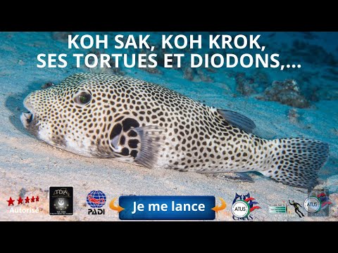 🤿 koh sak, koh krok, ses tortues et diodons, un site de plongée de Pattaya avec Plongée Asie Pattaya
