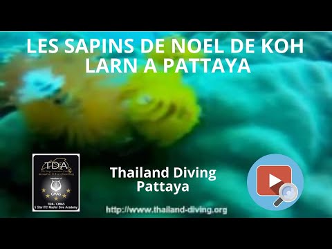 les sapins de noel de koh larn a pattaya avec le Club Thailand Diving Pattaya