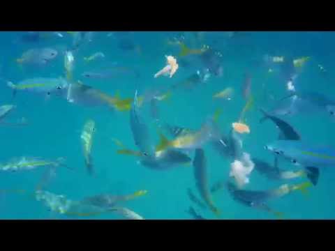 Snorkeling feeding fish @ Koh Chang Thailand Part#2
