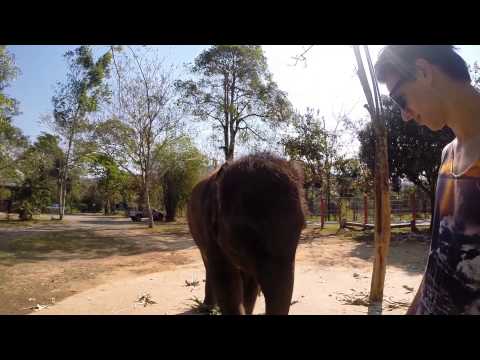 Thailand Trip 2015 – Koh Chang – Elephant Trekking