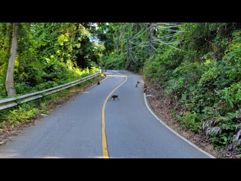 Unveiling the Tropical Paradise: Driving Around Koh Chang, Thailand
