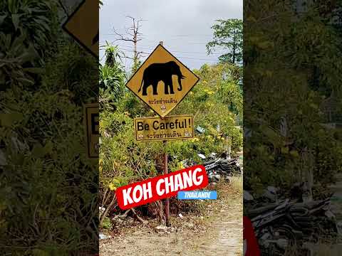 Attention  éléphants #elephants  #attention #thailande  #thailand  #kohchang  #kochang  #elephant