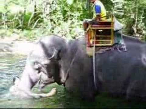Elephant Ride