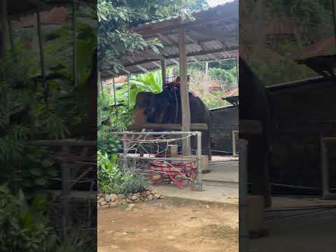 Elephants #thailand #elephant #kohchang