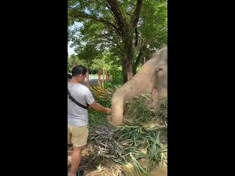 🐘 Feeding #elephants on Koh Chang Island, #thailand, 4k