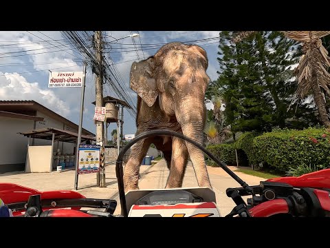 Save an elephant, ride a dirt bike