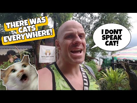 Koh Chang | There Was Cats EVERYWHERE!